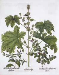 Curled Mallow, False Dittany, Cretan Horehound, från Hortus Eystettensis, av Basil Besler (1561-1629), pub. 1613 (handfärgad gravyr)